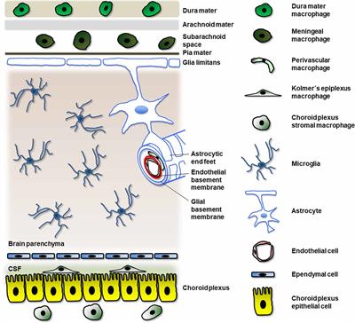 Frontiers Microglia And Microglia Like Cells Similar But Different